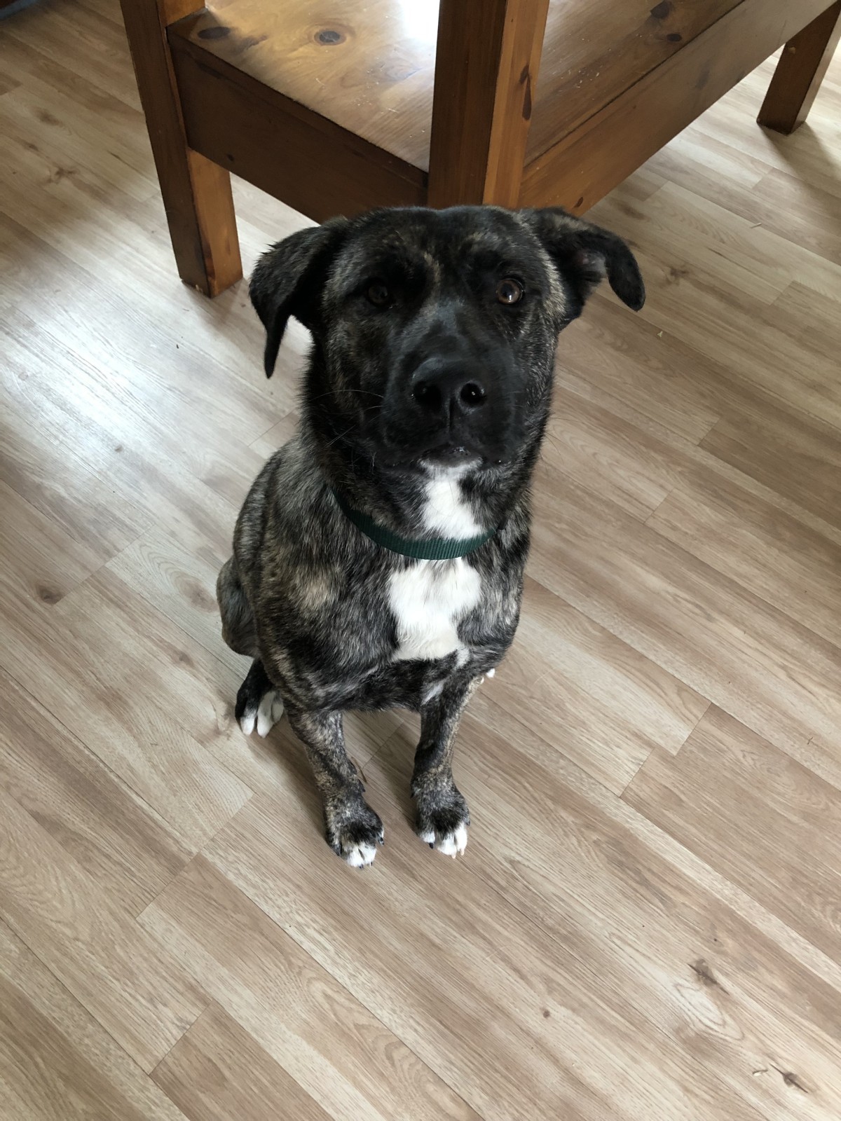 Adopt teddy a Brindle with White Dutch Shepherd / Mixed dog in