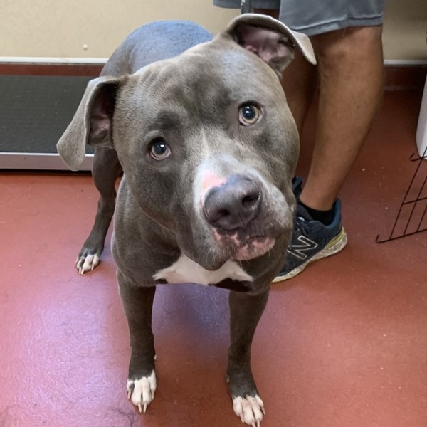 Adopt Boyardee a Pit Bull Terrier / Mixed dog in Salisbury, MD