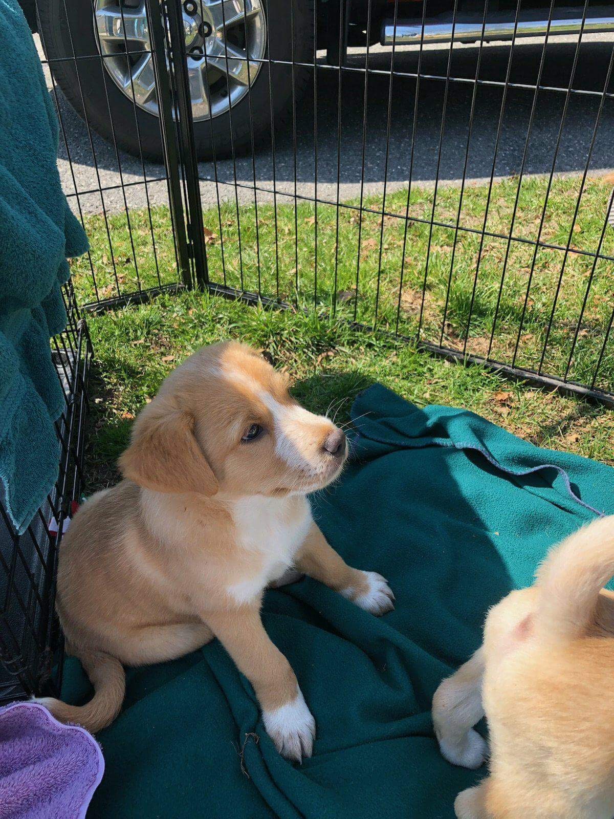 Puppy Love Rescue Nj / About Us Big Love Animal Rescue 6,589 likes
