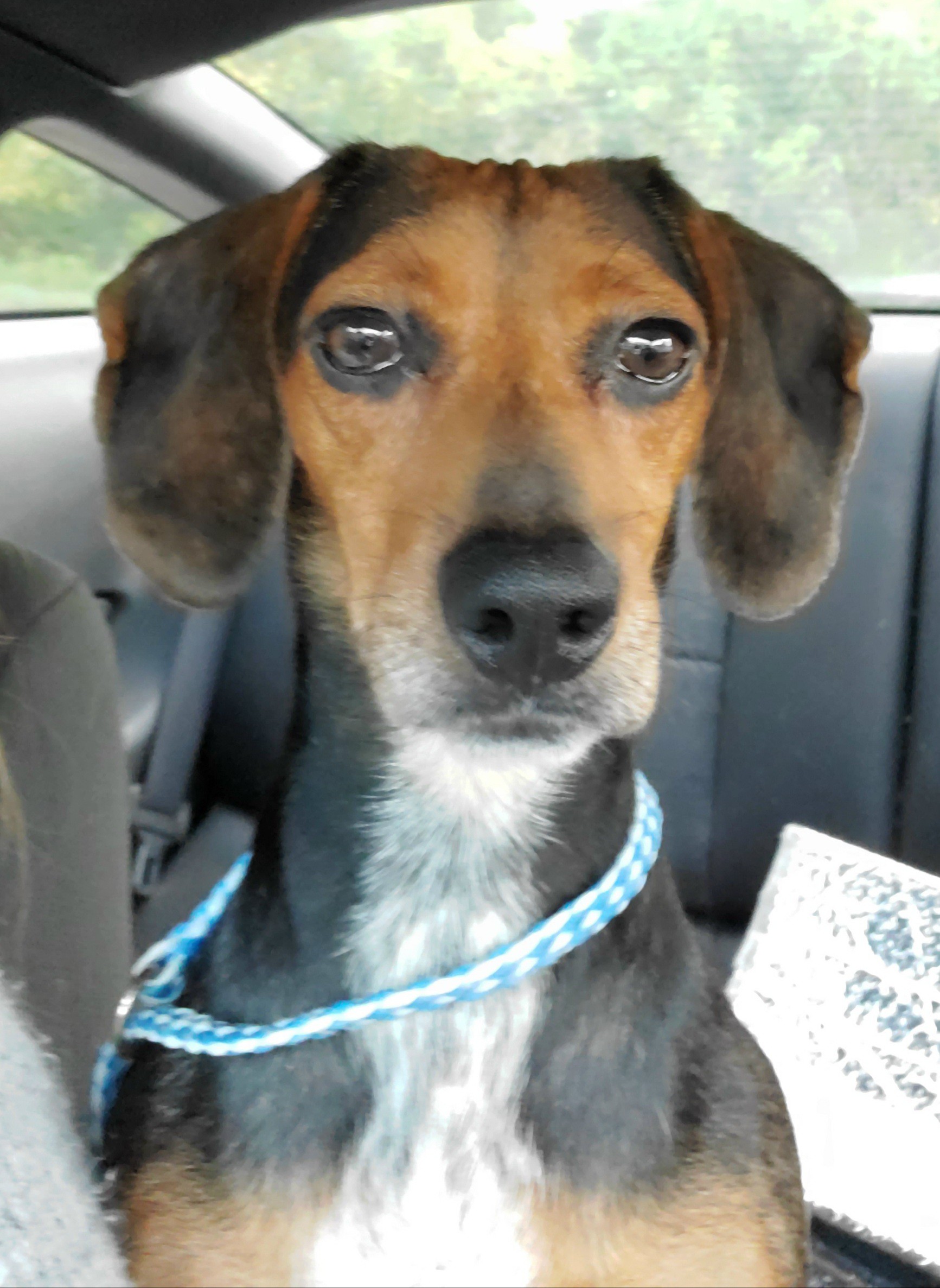 Adopt Ember a Tricolor (Tan/Brown & Black & White) Beagle