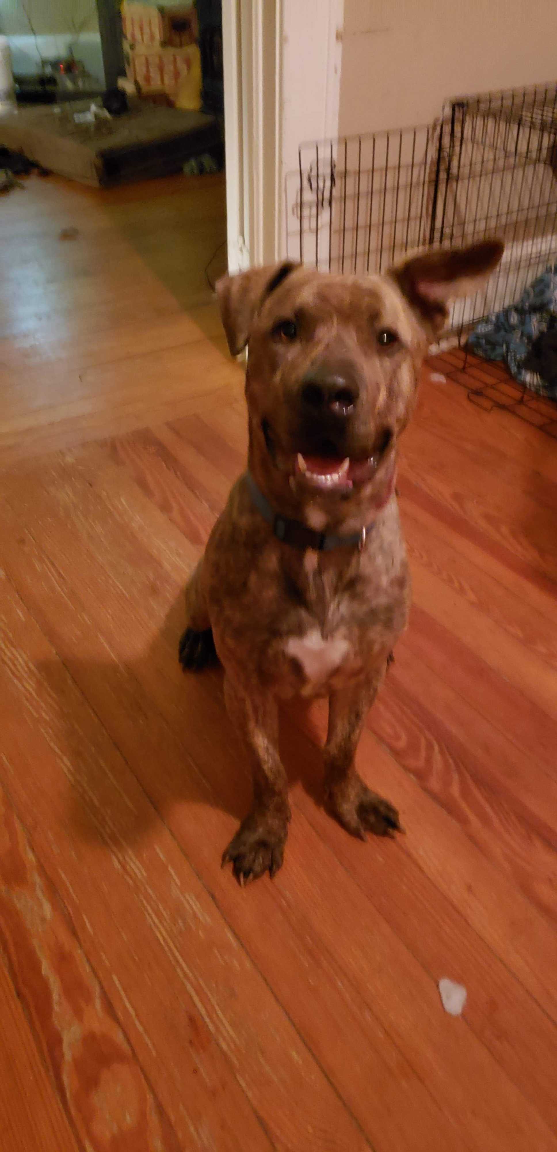 Adopt Hubert a Brindle Cane Corso / Pit Bull Terrier