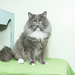 Maine Coon Kittens For Sale In Illinois - Adoptapet.com