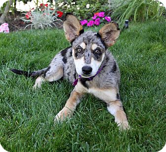 Newport Beach, Ca - Australian Cattle Dog. Meet Dayna A Pet For Adoption - Adoptapet.com