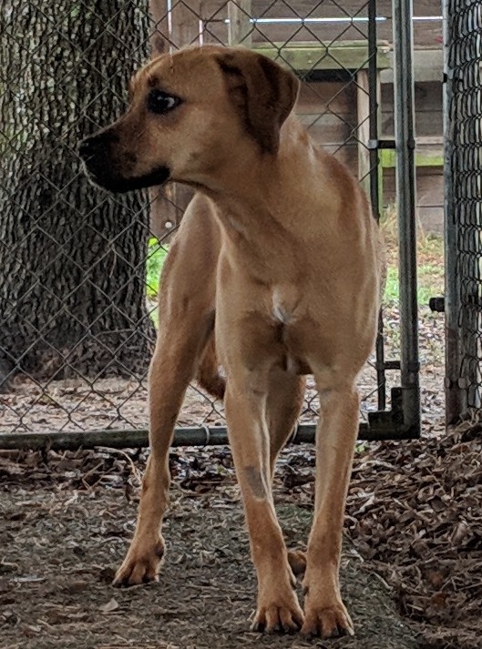 Adopt Joanie a Tan/Yellow/Fawn with Black Black Mouth