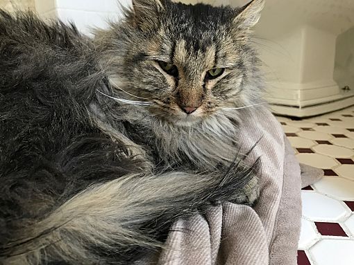 Frankfort, Il - Maine Coon. Meet Butch - At Adoption Center A Pet For Adoption - Adoptapet.com