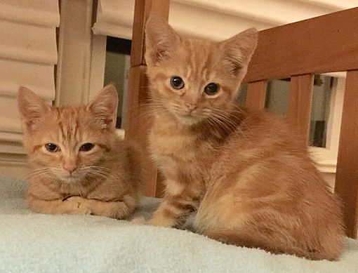 New York, Ny - Domestic Shorthair. Meet 2 Orange Kittens A Pet For Adoption - Adoptapet.com