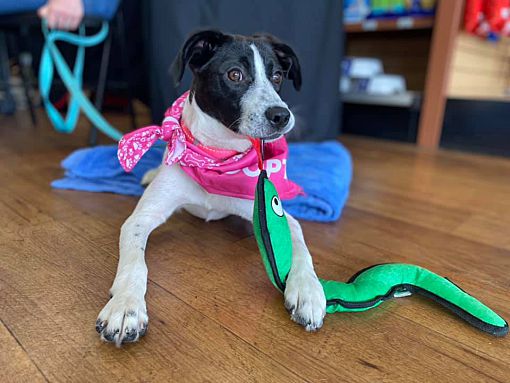 West Palm Beach, FL Pointer. Meet Annie a Pet for Adoption.