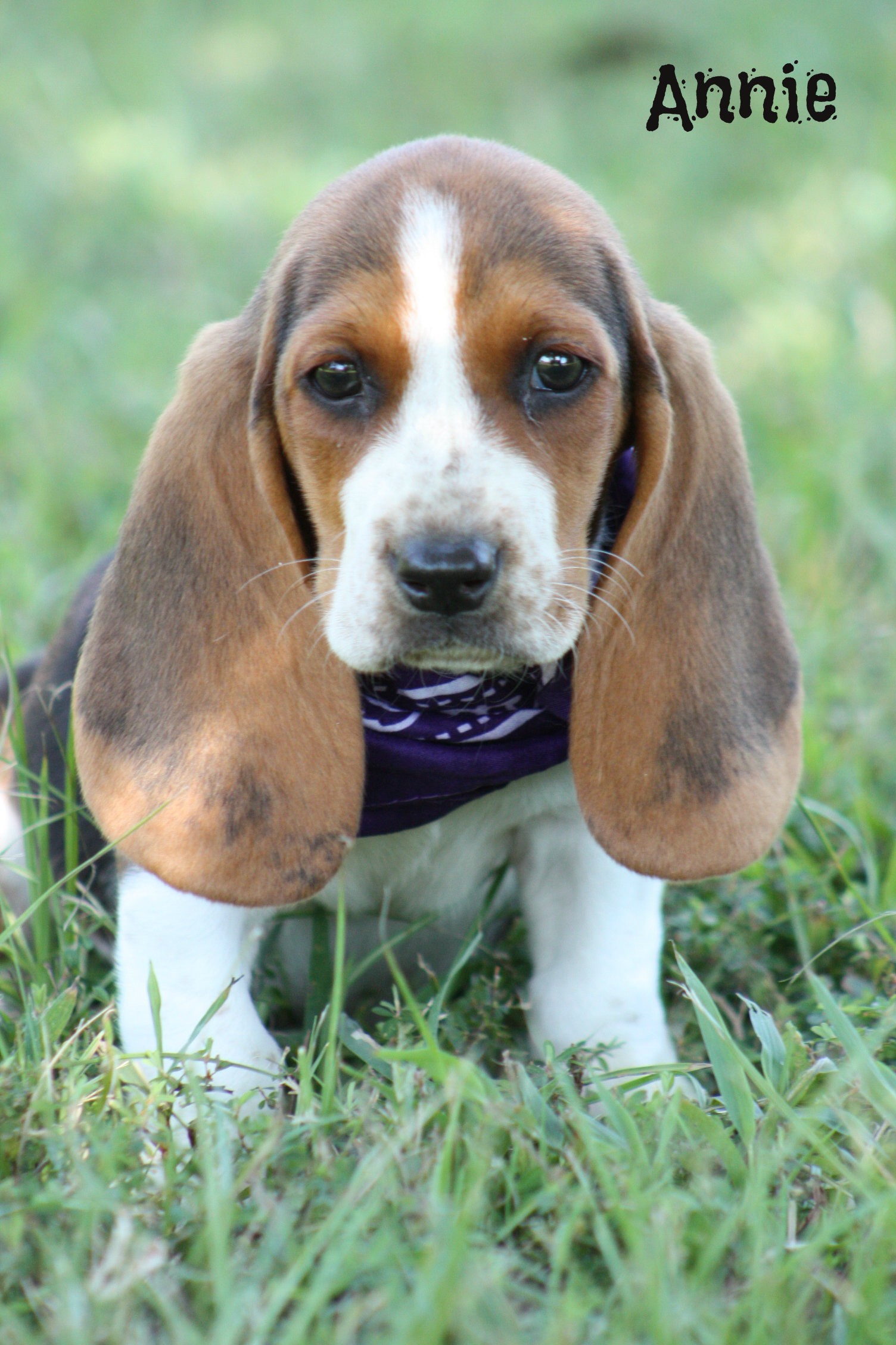 Miniature Basset Hound Puppies For Sale PetsWall