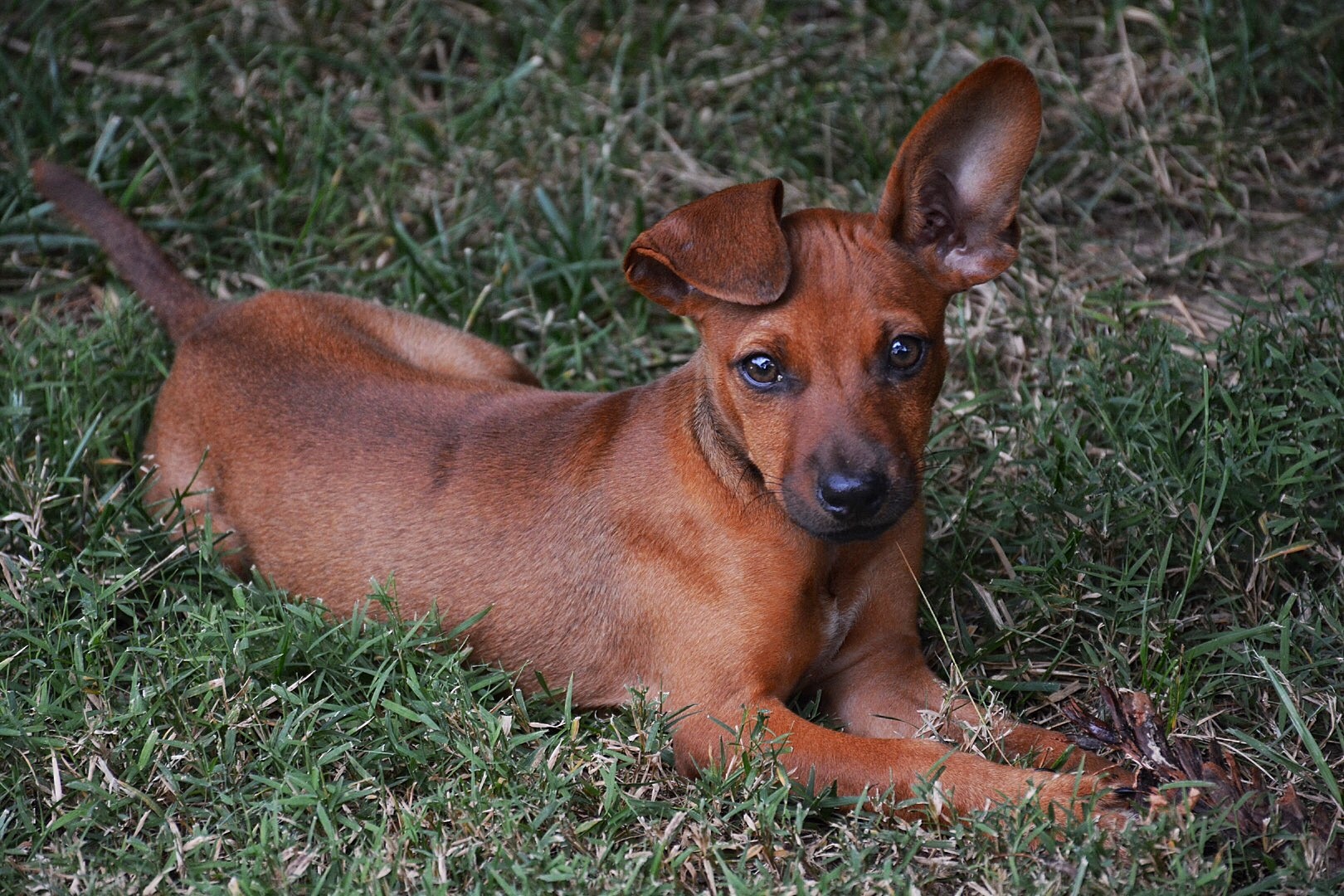 Amedelyofpotpourri Basenji Puppies For Sale Cincinnati
