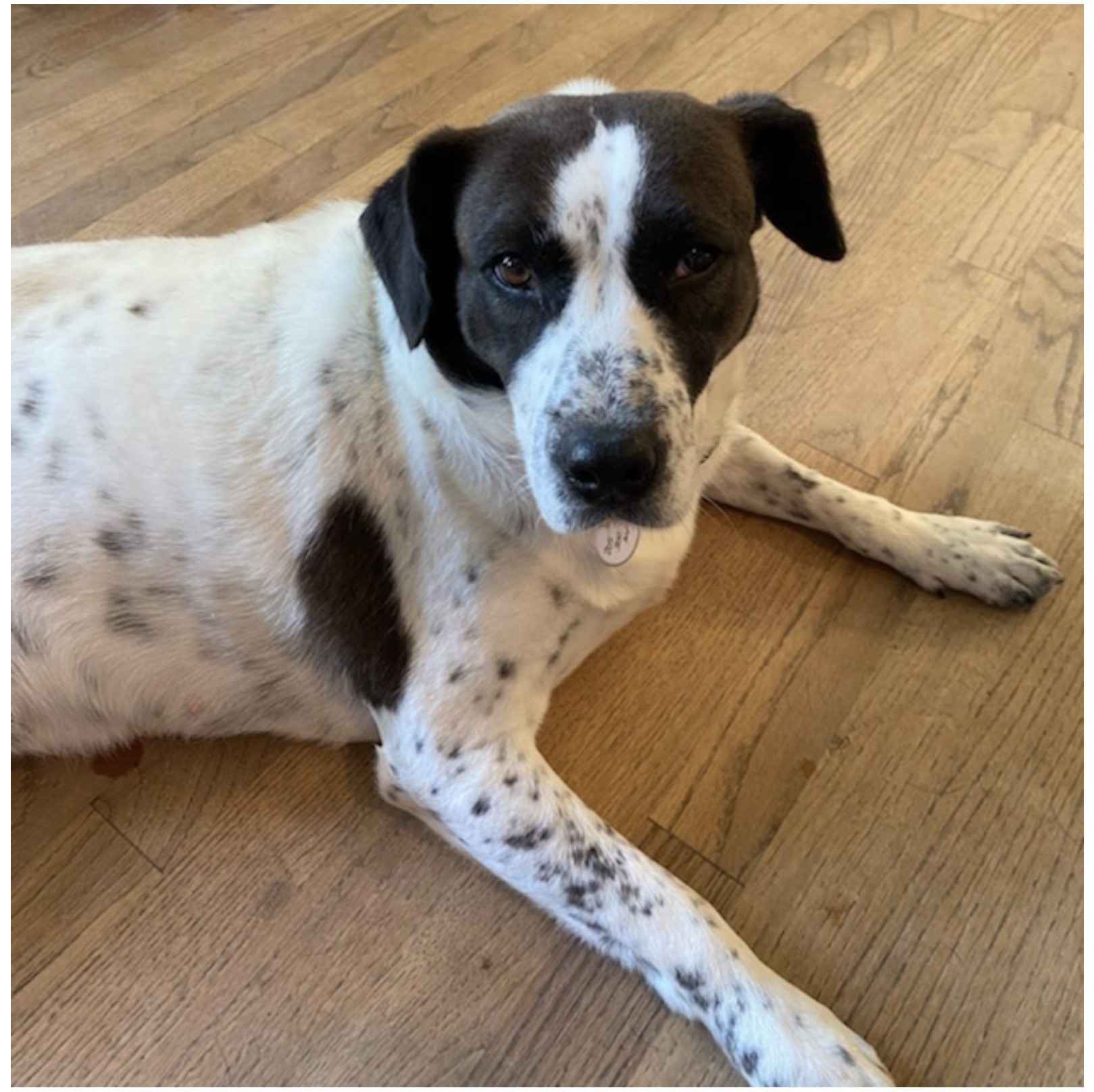 Adopt Pepper a White with Black Spaniel (Unknown Type) / Pointer