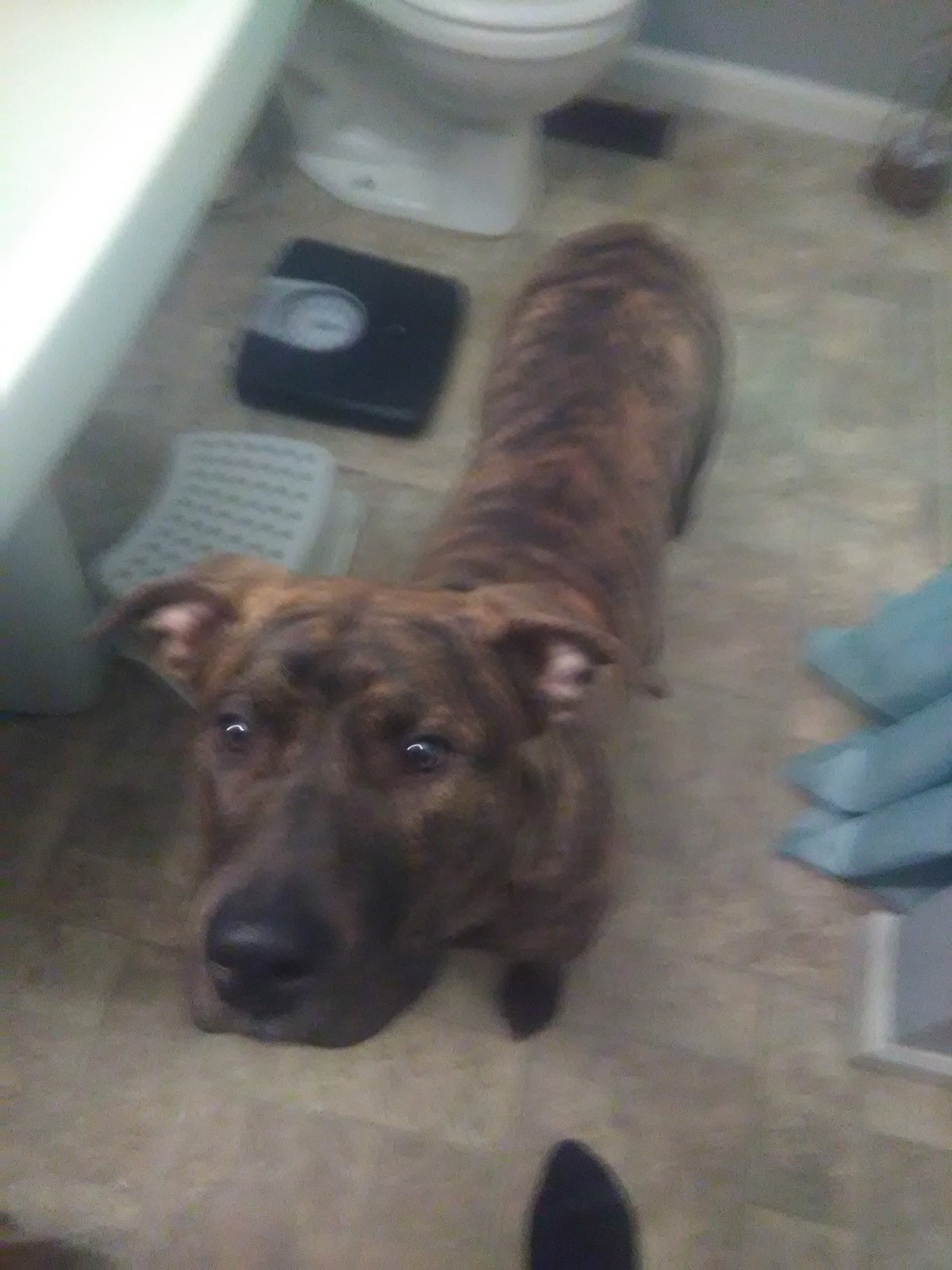 Adopt Touch a Brindle American Pit Bull Terrier / Cane