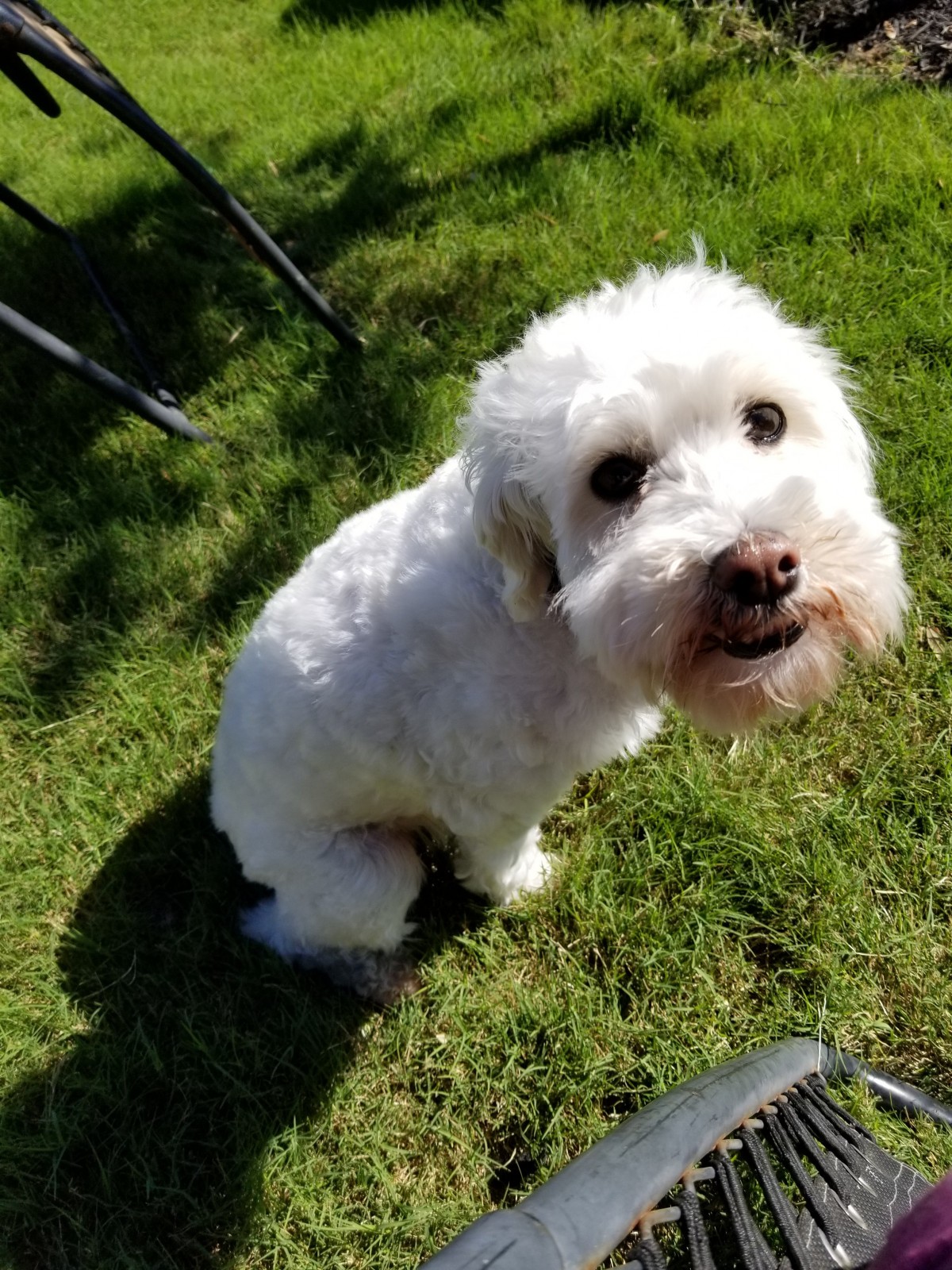 Adopt Murphy a White Schnauzer (Miniature) / Poodle