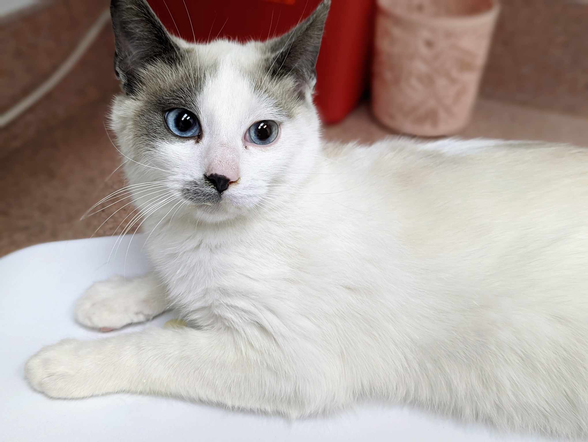 Caldwell, ID Snowshoe/Domestic Shorthair. Meet Christopher a Pet for