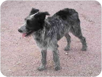 Thatcher, Az - Poodle (Standard). Meet Indigo A Pet For Adoption - Adoptapet.com
