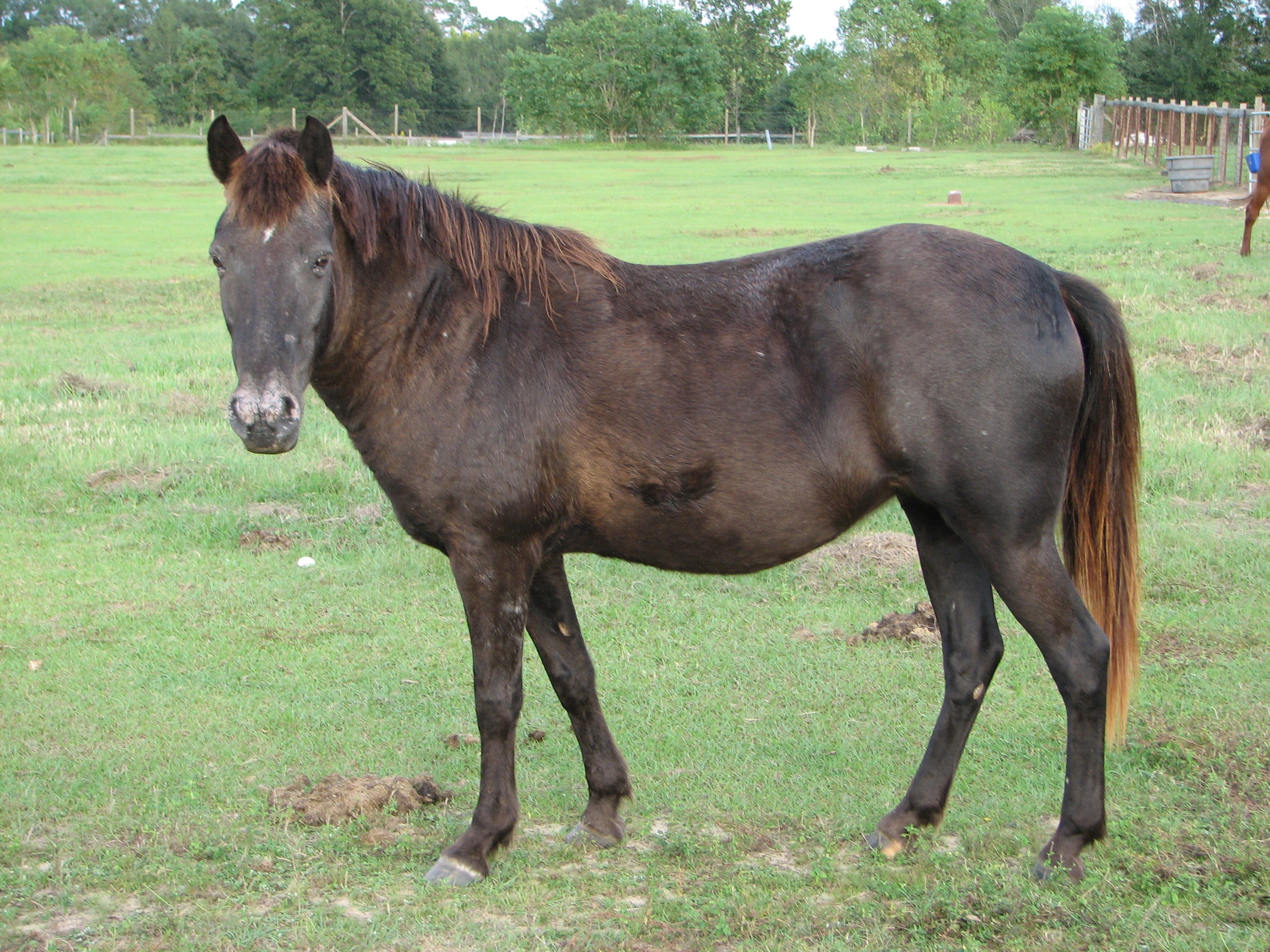 Adopt Shadow a Appy Pony Welsh / Appaloosa horse in Cantonment, FL (20358922) Female