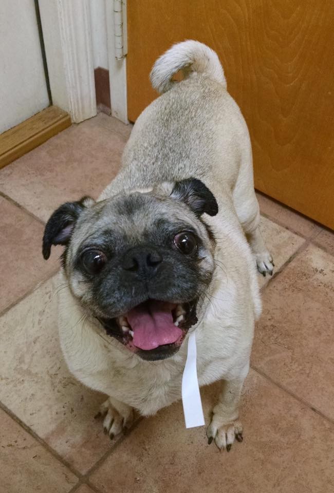 Pug Puppies For Sale In Ga PetsWall