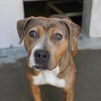 Sacramento, CA American Pit Bull Terrier. Meet JOSIE a
