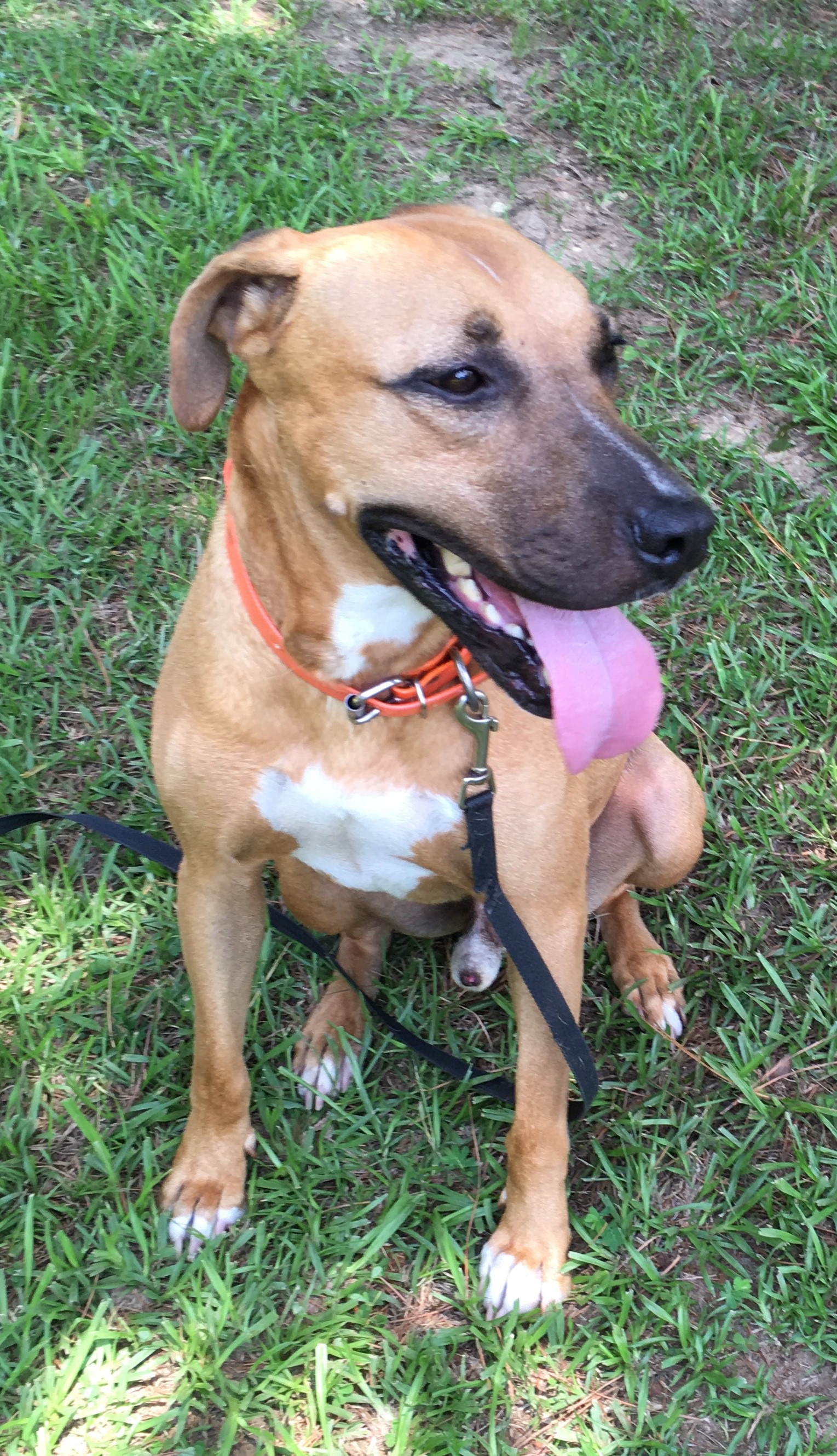 Adopt Dingo a Brown/Chocolate with White Boxer / Black