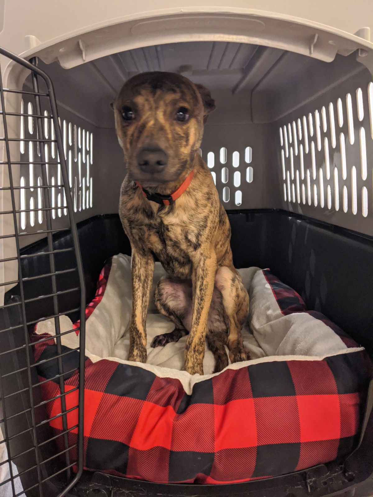 Adopt Milo a Brindle Australian Shepherd / American Pit