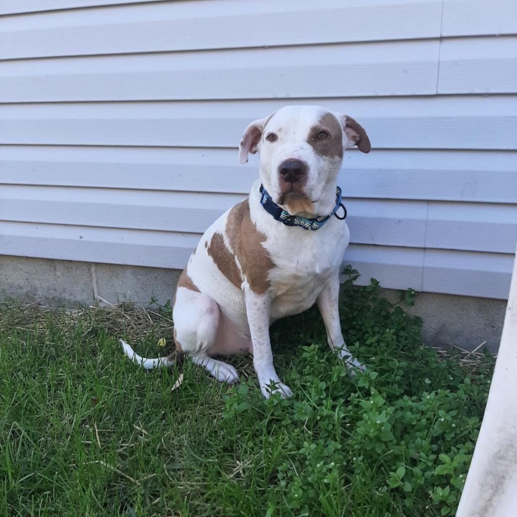 Adopt Gaston the King a Brown/Chocolate with White Pit Bull Terrier