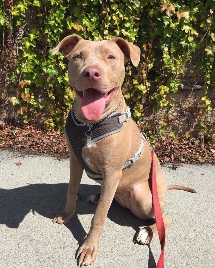 Adopt Nala a Tan/Yellow/Fawn American Pit Bull Terrier / Mixed dog in