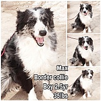 Seattle, WA Border Collie. Meet Max From Korea a Pet for