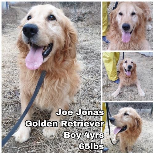 Adopt Joe Jonas from Korea a Golden Retriever / Mixed dog in Seattle