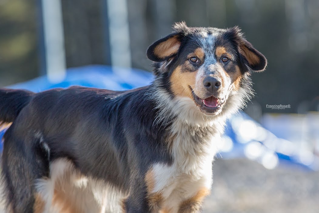Adopt Louis a Tricolor (Tan/Brown & Black & White
