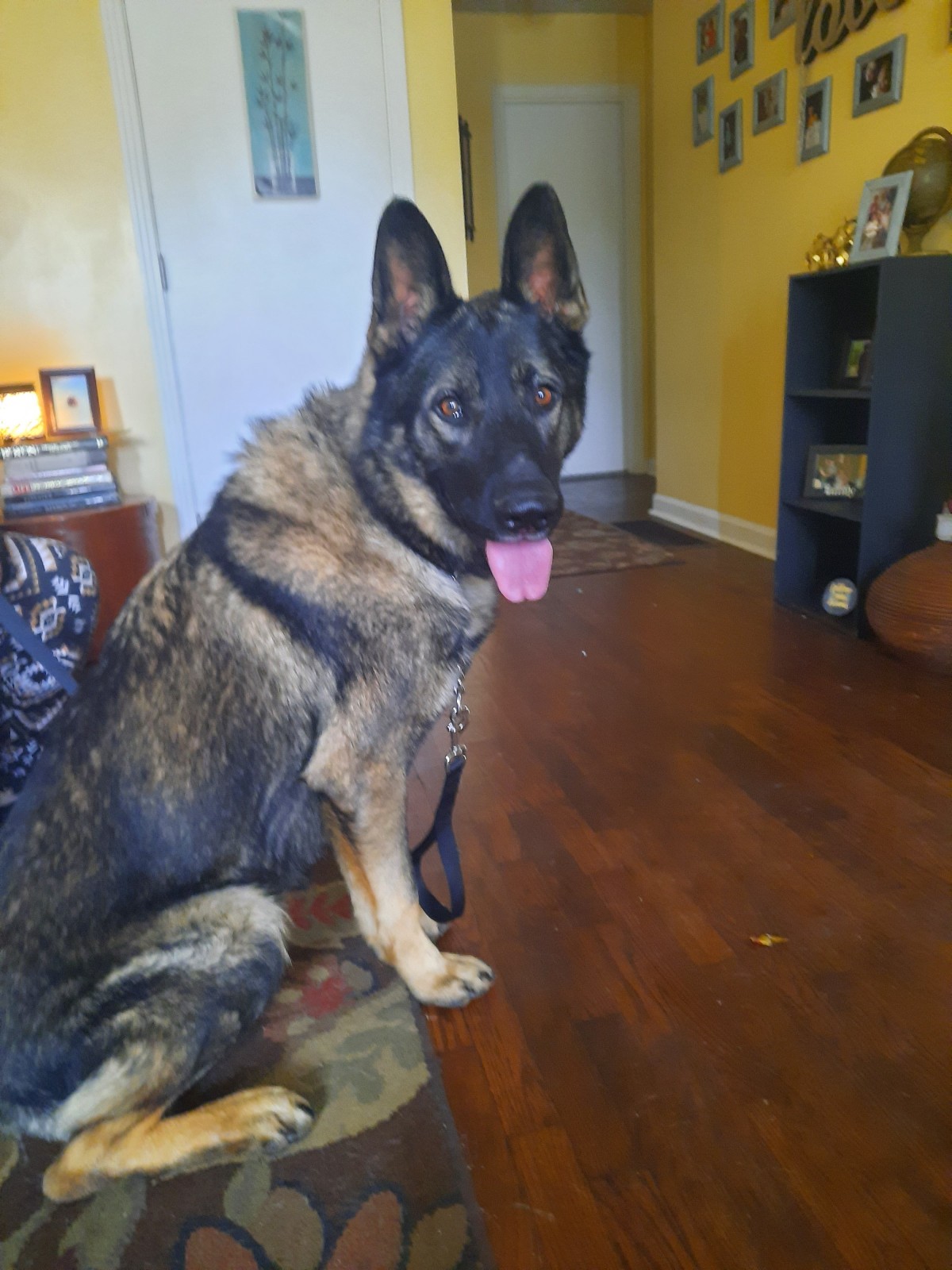 Adopt Whiskey a Brown/Chocolate with Black German Shepherd Dog