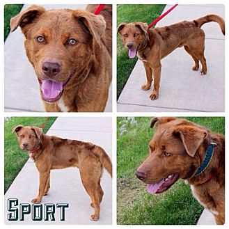 Garden City, Mi - Chesapeake Bay Retriever. Meet Sport A Pet For Adoption - Adoptapet.com