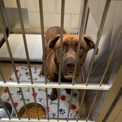 Farmers Branch, TX Labrador Retriever. Meet Canela a Pet for Adoption