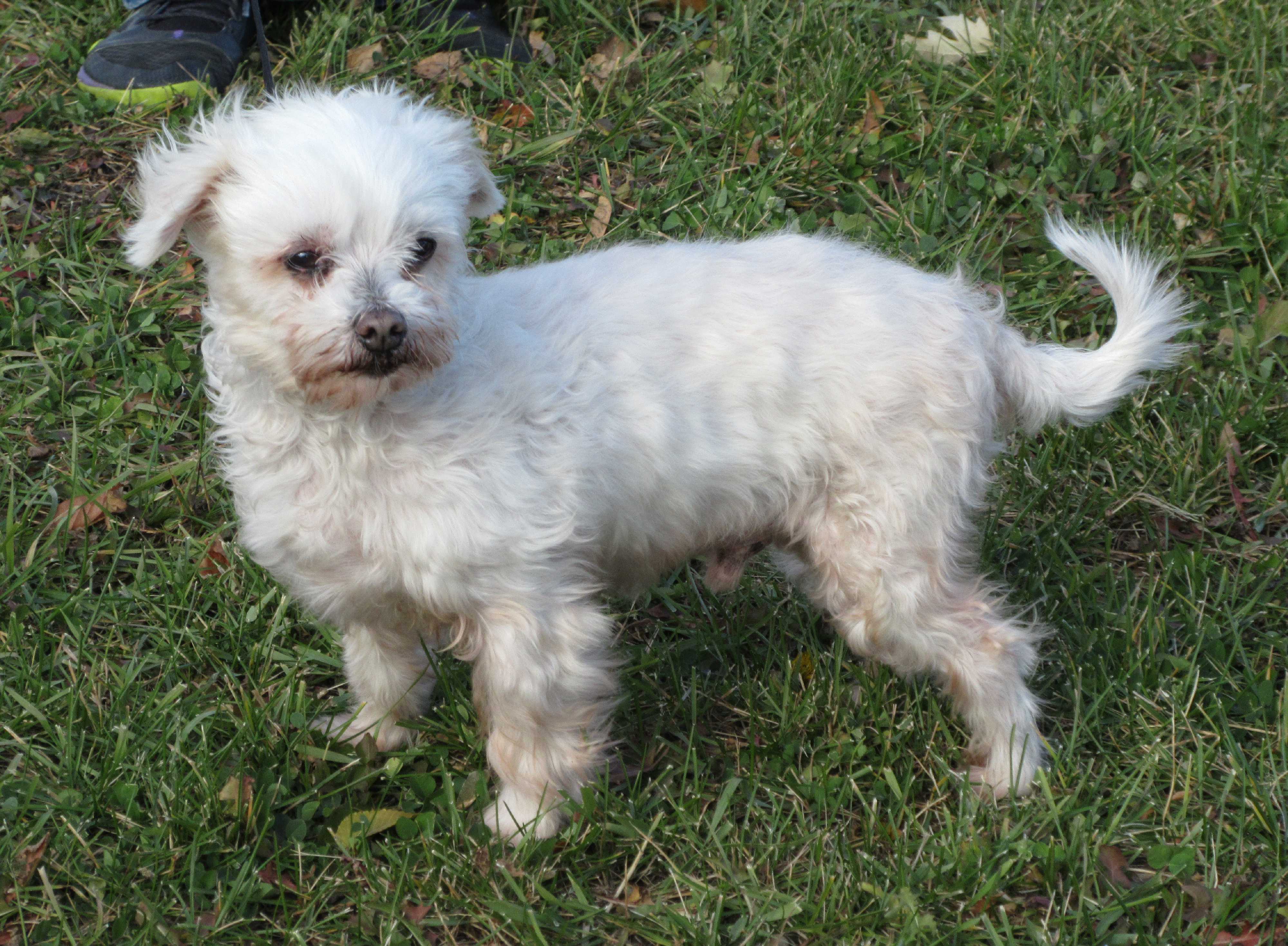 Adopt Gucci a White Bichon Frise / Mixed dog in Rigaud, QC