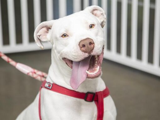 Phoenix, AZ American Pit Bull Terrier. Meet STEWART a Pet for