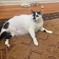 Ks Kitten Rescue In Brick, New Jersey - Adoptapet.com