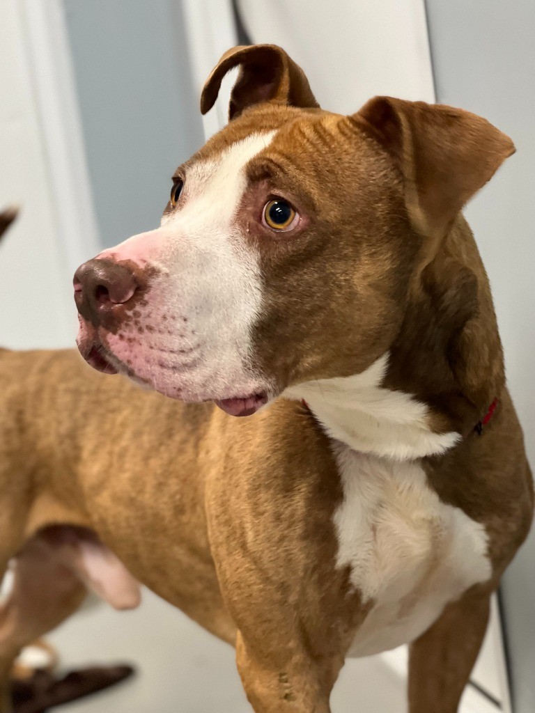 Adopt Wrigley a American Staffordshire Terrier / Mixed dog in Hartford
