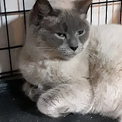 Kittynap Kitten Rescues & Adoptions (Bethpage) In Bethpage, New York - Adoptapet.com