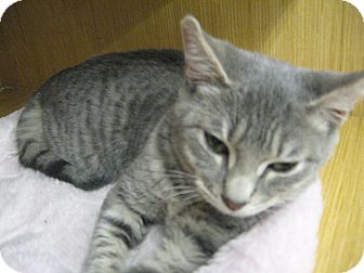 New York, Ny - Domestic Shorthair. Meet Blue Tabby Kittens A Pet For Adoption - Adoptapet.com