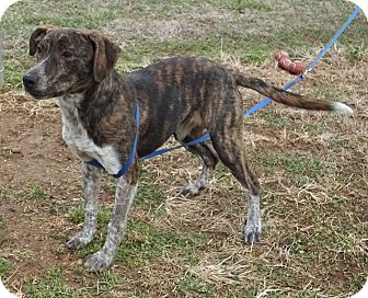 Franklin, Ky - Mountain Cur. Meet Athena A Pet For Adoption - Adoptapet.com