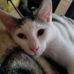 Ks Kitten Rescue In Brick, New Jersey - Adoptapet.com