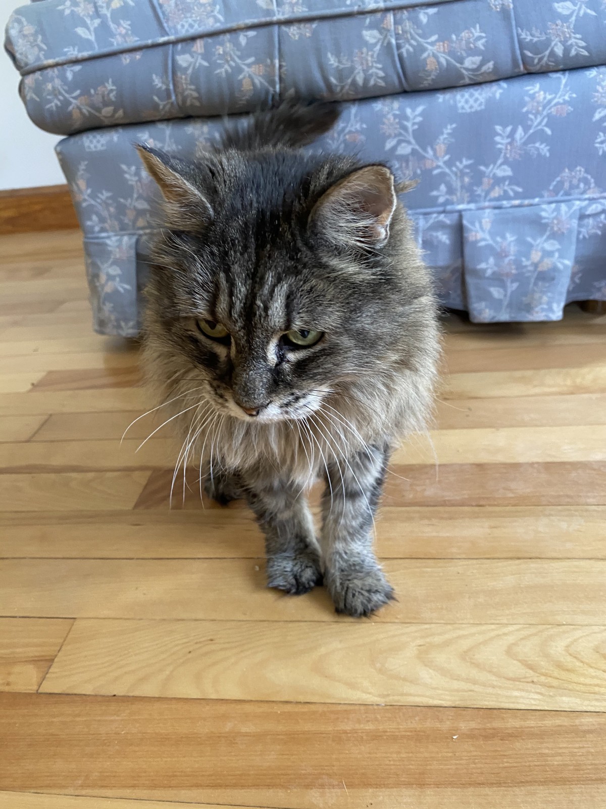 Adopt Winston A Gray, Blue Or Silver Tabby Maine Coon