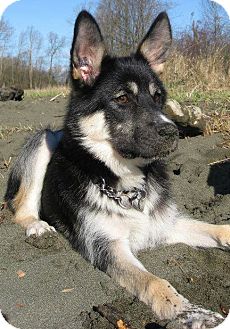 North Vancouver, Bc - Alaskan Malamute. Meet Atka~Adopted! A Pet For Adoption - Adoptapet.com