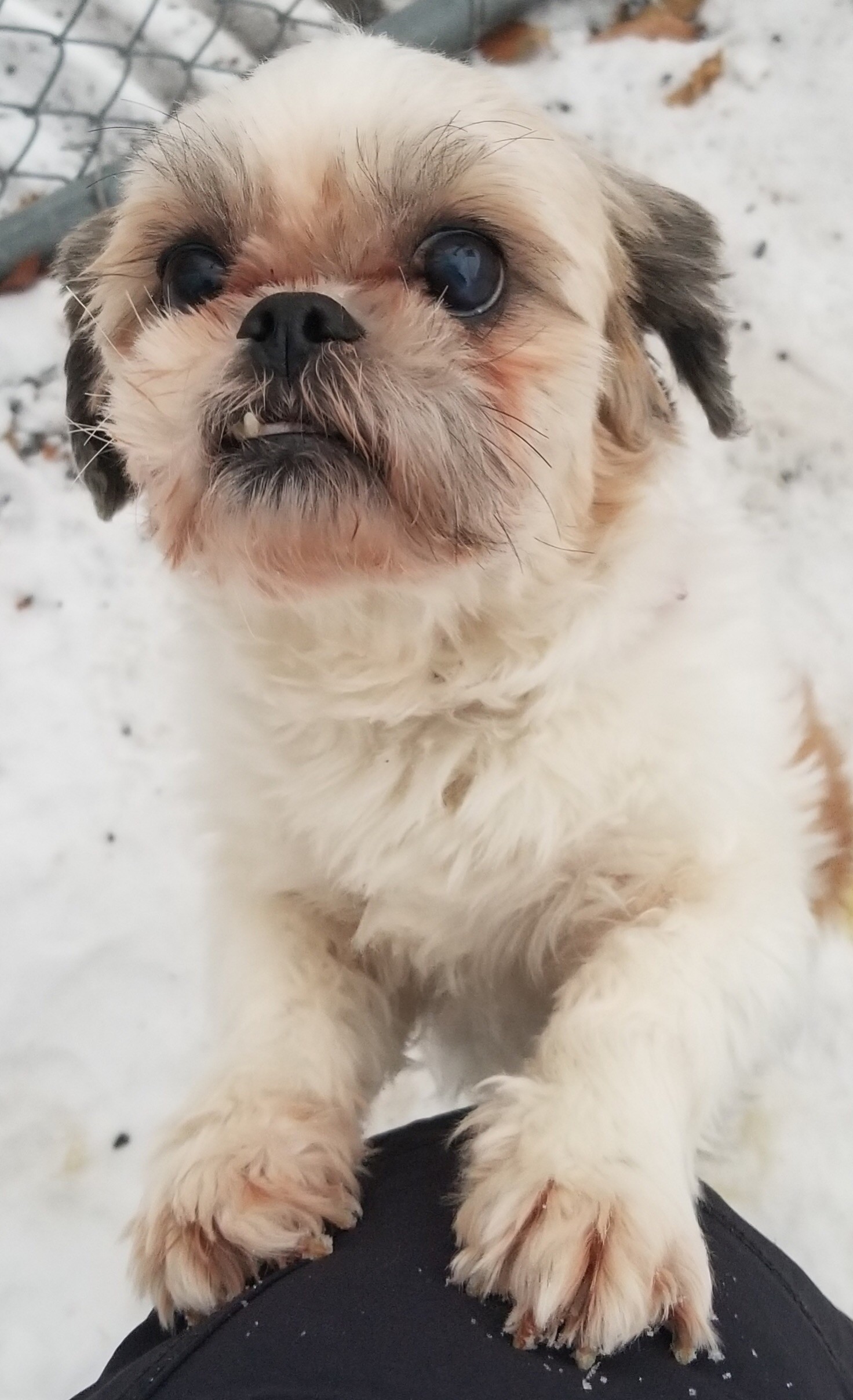 Shih Tzu Puppies Ma / Shih Tzu Puppies In Massachusetts Adopt oscar a