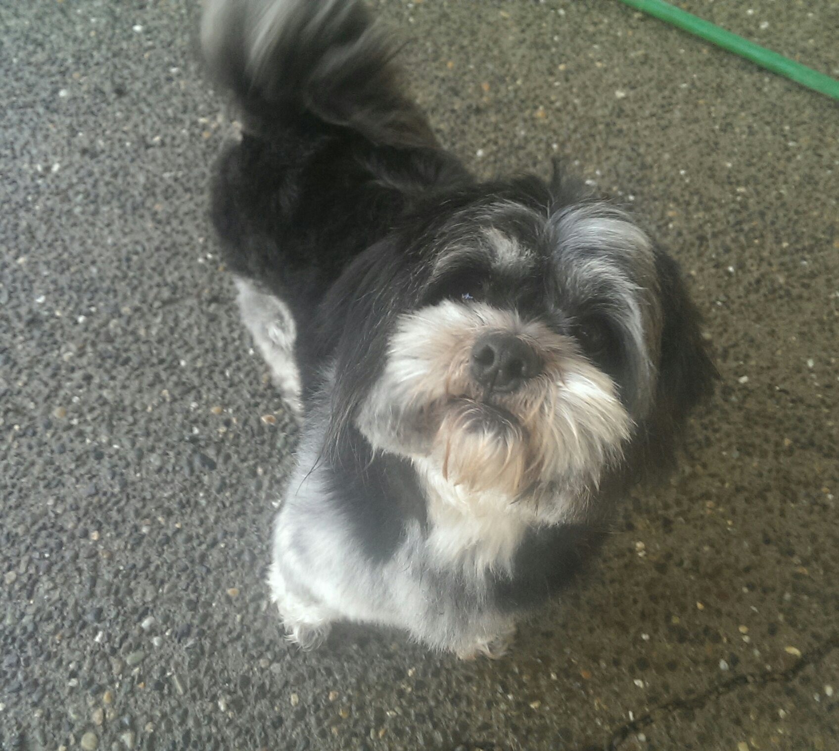 Havanese Shih Tzu Mix petfinder