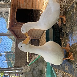 Monterey, CA Duck. Meet Quack Sparrow a Pet for Adoption