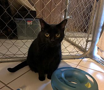 Adopt A Pet | Petsmart Charities