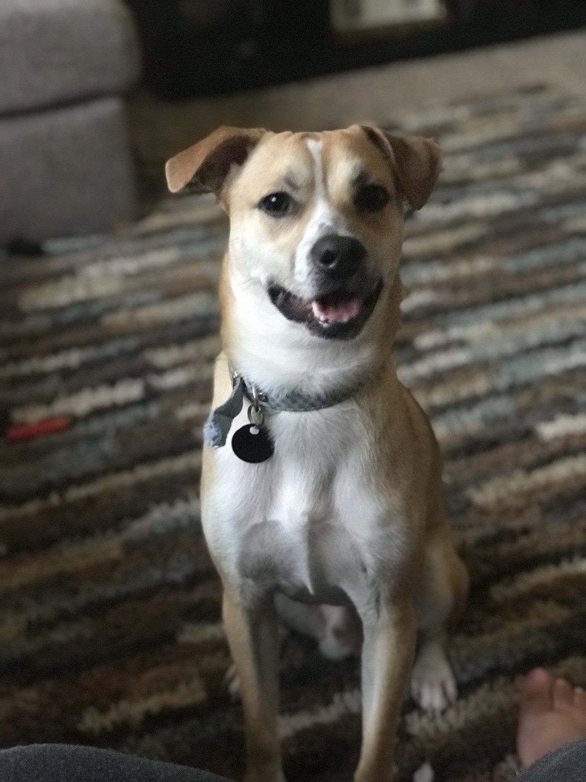 Adopt Peanut a Black with Tan, Yellow or Fawn Border