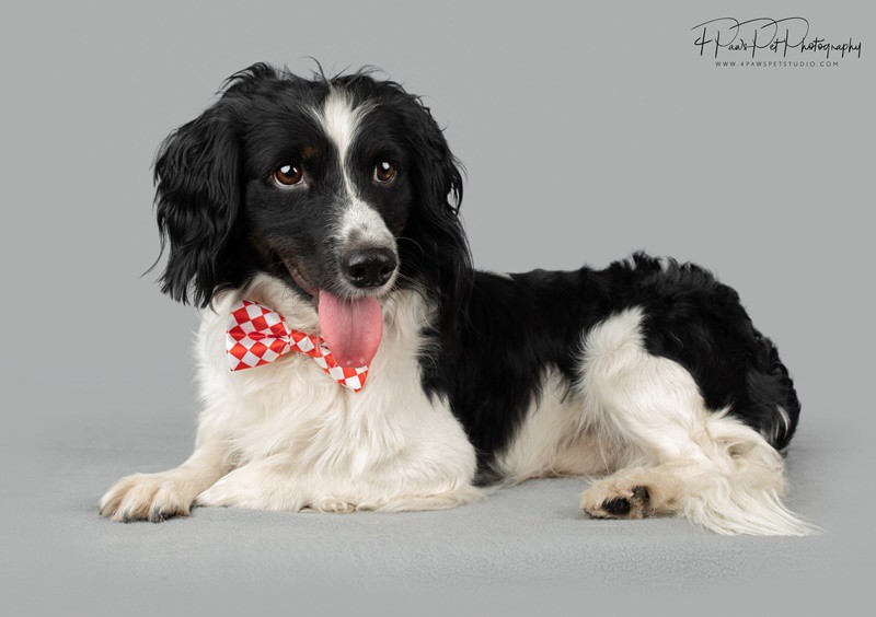 Adopt Fritz a Black with White Border Collie / Dachshund