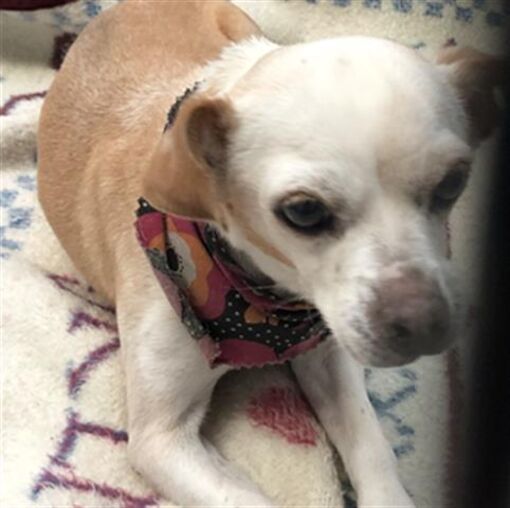 Long Beach, CA Chihuahua. Meet *BIRDIE a Pet for Adoption
