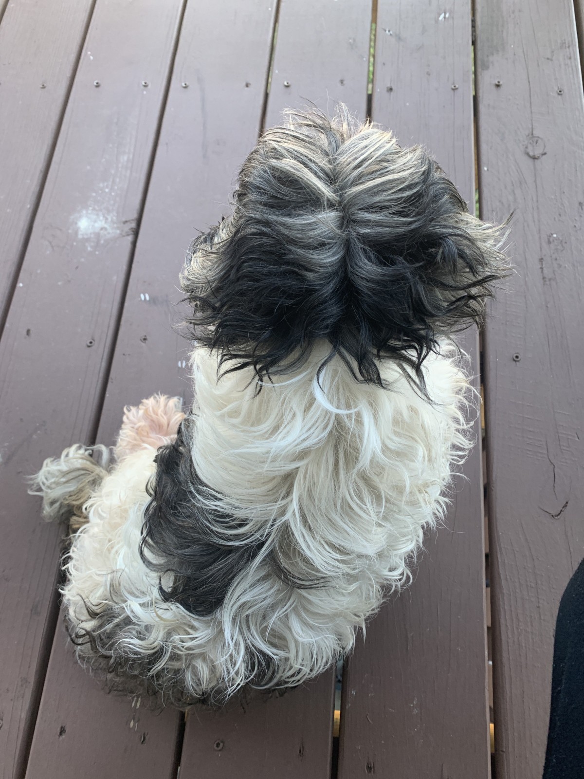 Adopt Princess a Black with White Lhasa Apso / Shih Tzu