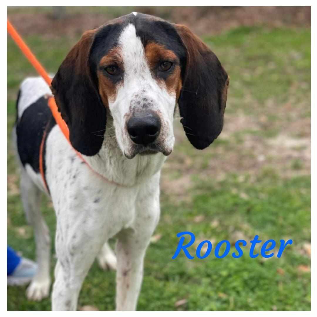 Adopt ROOSTER a Tricolor (Tan/Brown & Black & White) Treeing Walker